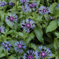 50 Montana Corn Flower Seeds (Centaurea Montana) Perennial