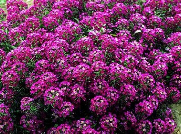 100 Seeds Alyssum Cheers Rose GROUND COVER