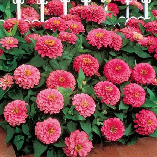 50 Zinnia Seeds Dreamland Pink Flower Seeds