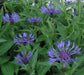 50 Montana Corn Flower Seeds (Centaurea Montana) Perennial