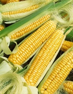 50 Golden Bantam Corn Seeds Vegetable