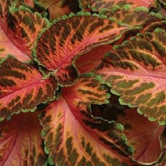 50 Coleus Seeds Wizard Coral Sunrise Coleus