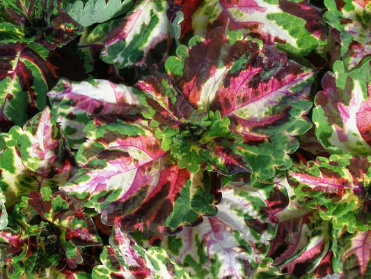 15 Pelleted Seeds Coleus Kong Mosaic Giant Coleus Seeds