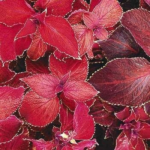 25 Seeds Coleus Giant Exhibition Magma Giant Coleus