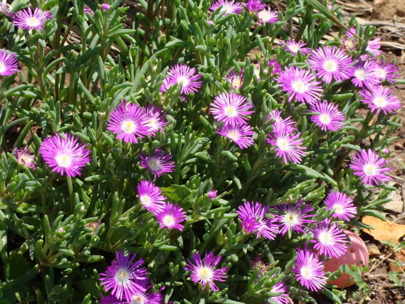 100 Delosperma Stardust Perennial Seeds Ground Cover Iceplant Seeds