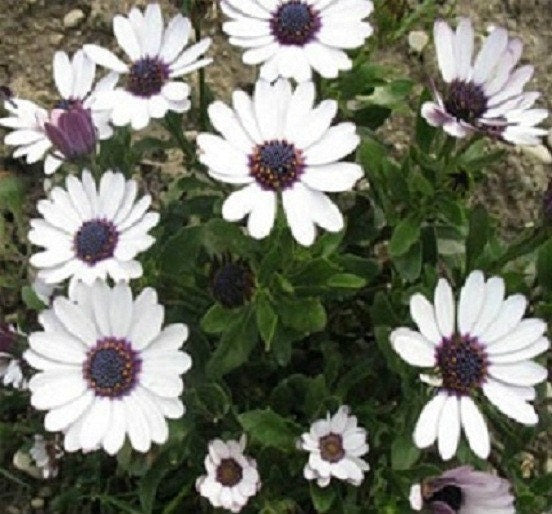 50 Osteospermum Seeds Ecklonis White African Daisy