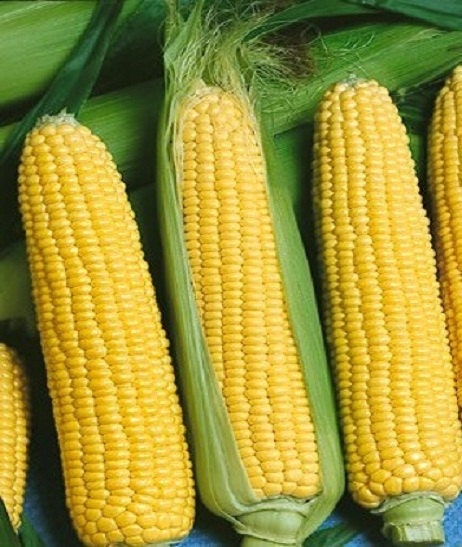 50 Seeds Jubilee Corn Seeds Garden Seeds 81 Days