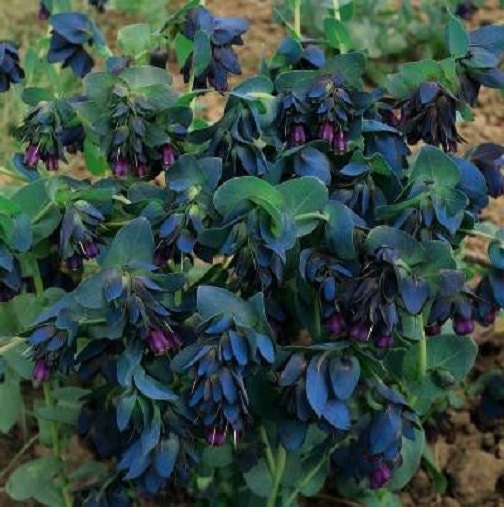 25 Cerinthe Seeds Bouquet Blue Shrimp Seeds