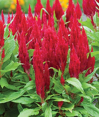 Celosia Seeds Fresh Look Red 50 Seeds | Flower Seeds