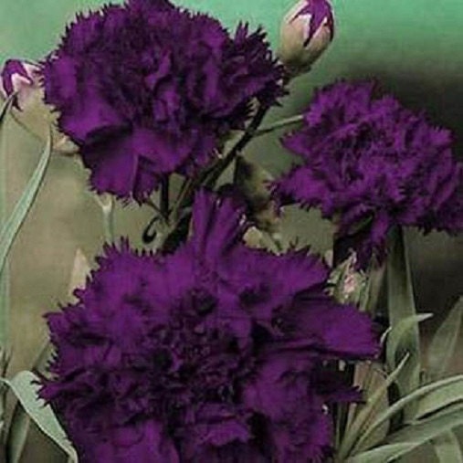 50 Seeds Carnation Grenadin King Of Black Seeds