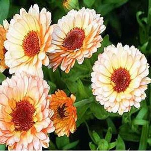 Calendula Seeds Pink Surprise Flower Seeds 50 Seeds