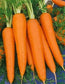 3,000 Danvers Carrot Seeds Garden Seeds