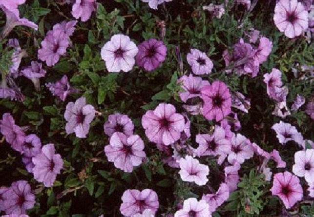 Petunia Seeds 50 Pelleted Seeds Plum Crazy Madness