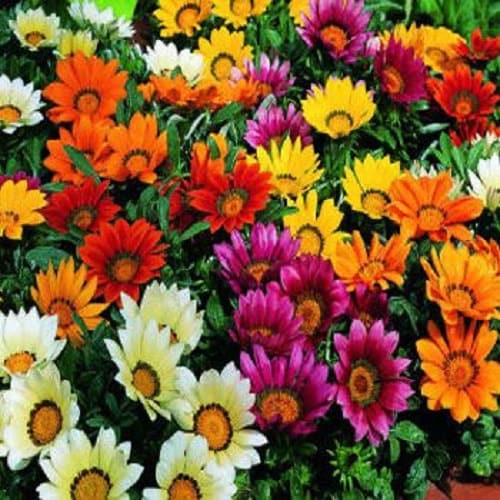 Gazania Seeds Garden Leader Mix Seeds 50 Flower Seeds