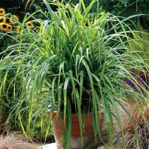 Ornamental Grass Seeds Carex Fresh Look 50 Grass Seeds