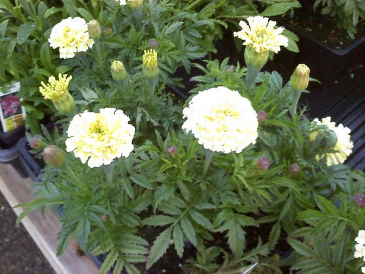 Marigold Seeds Vanilla Marigold 50 Seeds White Marigold