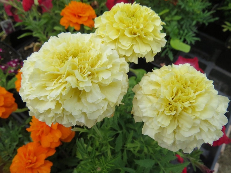 Marigold Seeds Vanilla Marigold 50 Seeds White Marigold