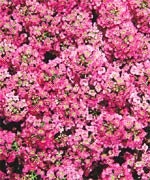 Alyssum Seeds Wonderland Pink Ground Cover 100 Seeds