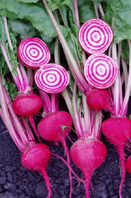 1,000 Chioggia Beets Bullseye Heirloom Beet Seeds