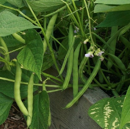 50 Bean Seeds Bush Provider Bean Seeds (treated seeds)