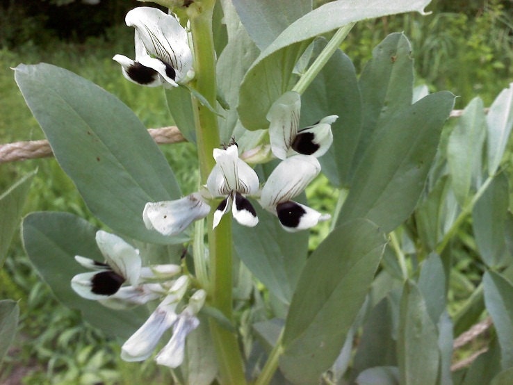 15 Fava Bean Seeds Giant Bean Seeds