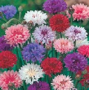 1,000 Seeds Bachelors Button Seeds Polka Dot Mix seeds