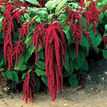 100 Amaranthus Seeds Red Love Lies Bleeding Plant