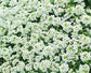 100 Seeds Alyssum Cheers White GROUND COVER