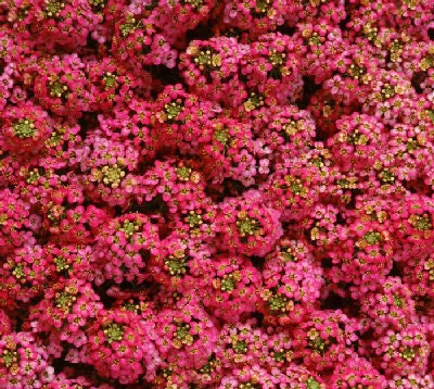 100 Seeds Alyssum Cheers Paprika GROUND COVER