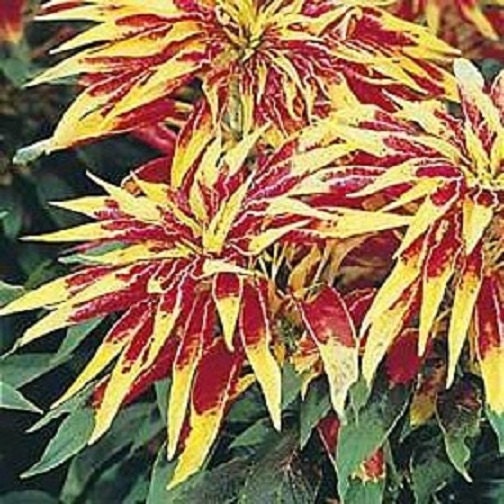 100 Amaranthus Seeds Tricolor Perfecta Seeds