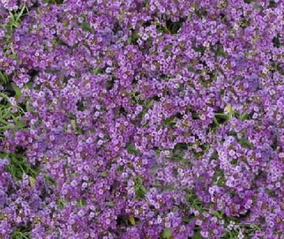 100 Seeds Alyssum Cheers Lavender GROUND COVER