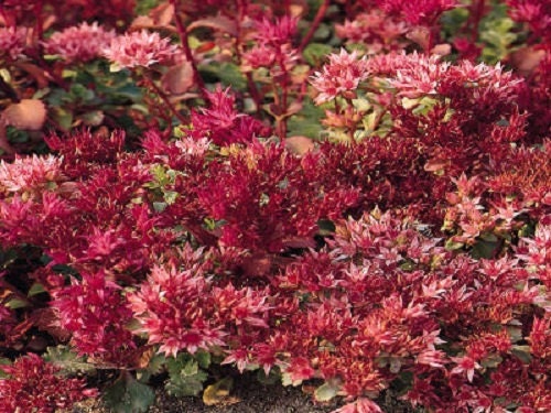 Sedum Seeds Splendid Purple 500 Seeds Ground Cover Succulent Seed