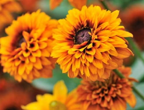 50 Rudbeckia Seeds Cherokee Sunset PERENNIAL