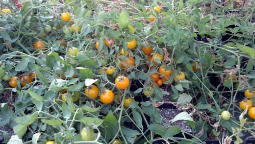 50 Tomato Seeds Tumbling Tom Yellow Tomato Seeds