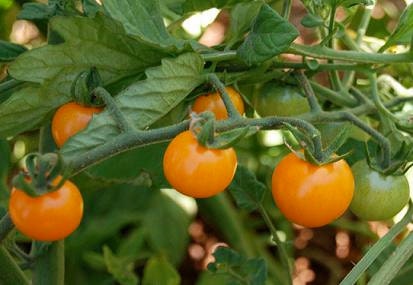 25 Sunsugar Tomato Seeds Sun Sugar Yellow Cherry Tomato