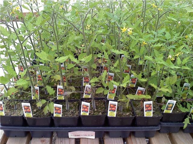 25 Sunsugar Tomato Seeds Sun Sugar Yellow Cherry Tomato