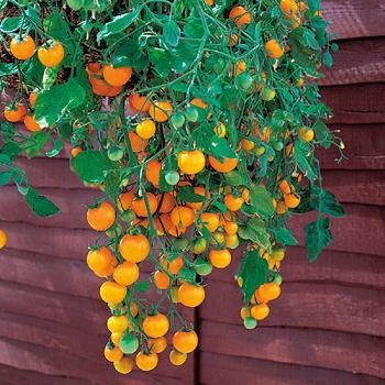 50 Tomato Seeds Tumbling Tom Yellow Tomato Seeds