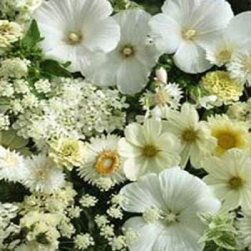 White Wildflower Mix 500 Seeds Wild Flower