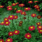 500 Chrysanthemum Seeds Coccineum Red Seeds (Perennial)
