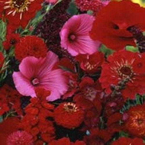 500 Wildflower Seeds Red Wildflower Mix Wild Flower Flower Seeds