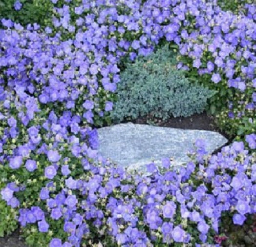 500 Bellflower Seeds Campanula Seeds Canterbury Blue Seeds