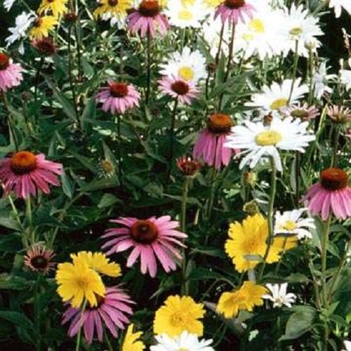 1,000 Wildflower Seeds Annual Part Shade Wildflower Mix Flower Seed Mix