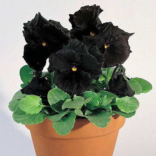 Pansy Seeds Black Devil Pansy 50 Seeds Black Pansy