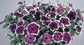 50 Pelleted Candypops Blue Picotee Pelleted Petunia Seeds