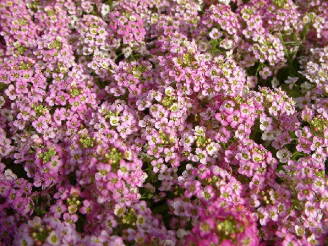 100 Alyssum Seeds Cheers Pink Ground Cover