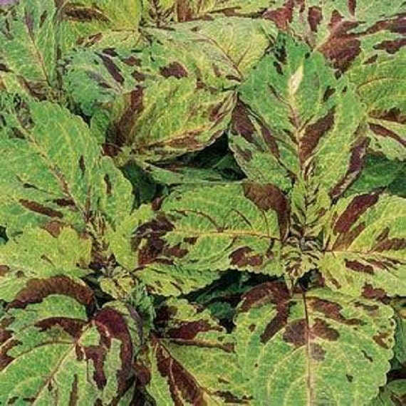 50 Seeds Coleus Wizard Mosaic Seeds