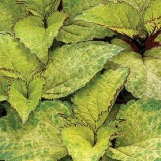 50 Seeds Coleus Wizard Pineapple Seeds