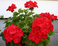 15 Geranium Film Coated MultiBloom Red Multi Bloom Zonal Geranium Seeds