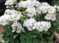 15 Geranium Film Coated MultiBloom White Multi Bloom Geranium Seeds