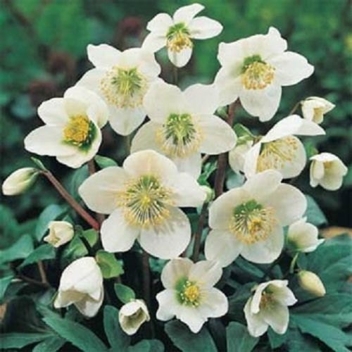 25 Helleborus Seeds Christmas Rose